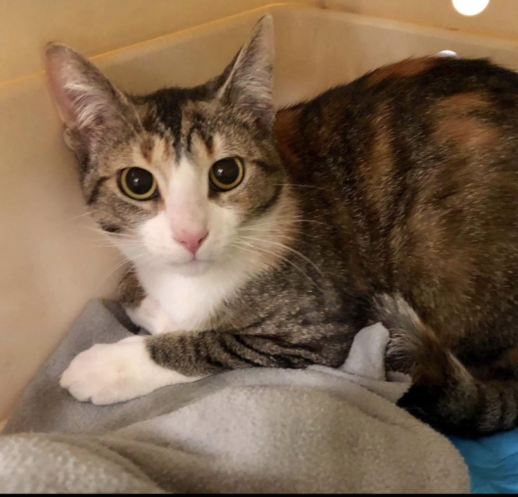 Homes for Paws: Loving homes for homeless cats