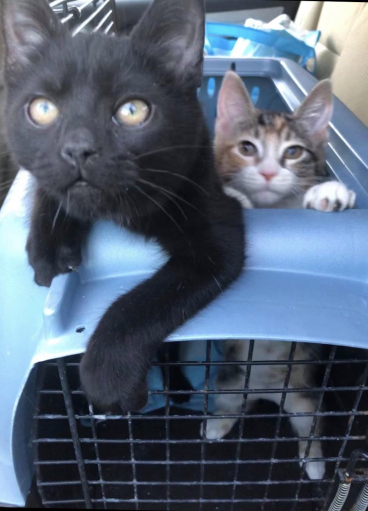 Homes for Paws: Loving homes for homeless cats