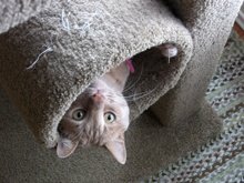 Homes for Paws: Loving homes for homeless cats