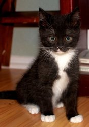 Homes for Paws: Loving homes for homeless cats