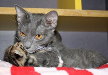 Homes for Paws: Loving homes for homeless cats
