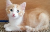 Homes for Paws: Loving homes for homeless cats