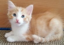 Homes for Paws: Loving homes for homeless cats
