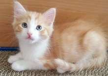 Homes for Paws: Loving homes for homeless cats