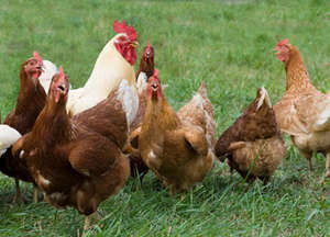 Chicken