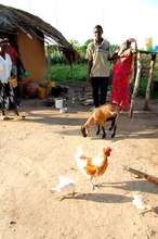 Goat and Chicken
