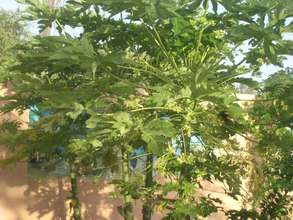 Papaya is rich in sugar and vitamins A and C
