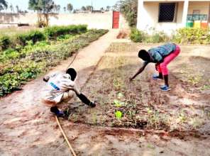 Samba weeding lettuce plantation, AJE Saint Louis