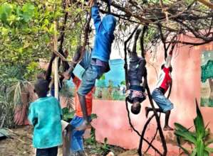 Grape vine arbor in garden becomes a climbing gym