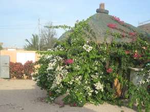 Beautiful Bougainvillea add sparkling colour!