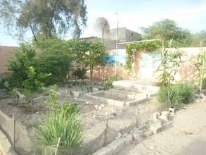 Plantings of lemon grass help control mosquitos