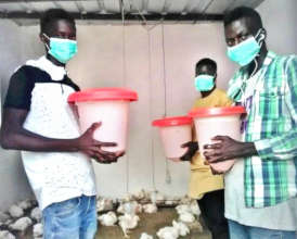 Poultry farming apprentices feeding their chicks