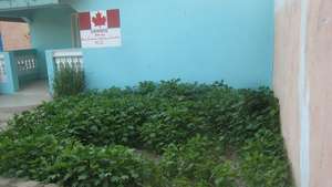Talibes sell Sorrel in the market for pocket money