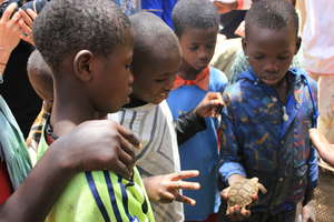 Talibe children marvelling at a turtle
