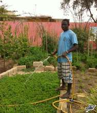 Mamadou watering mint, lovingly tending the garden