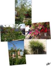 Garden highlights: Nebedaye, citronelle, lime, ...