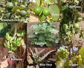 The produce of Maison de la Gare's garden