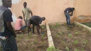 Talibe gardeners planting their first crop ever