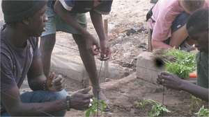 Aladji, supervising installation of a trellis