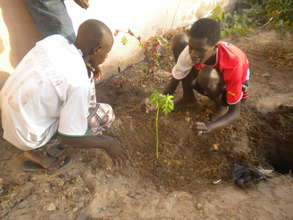 Talibe planting papaya tree in MDG centre