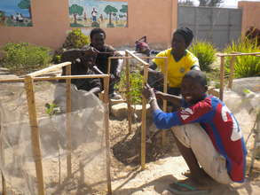 Talibes helping MDG staff protect new fruit trees