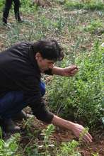 Olive tree planting