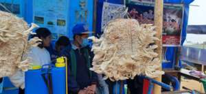 Kids demonstrating a big mushroom