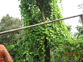 Vegetables in the tree