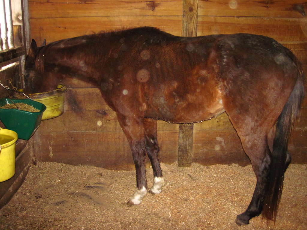 Provide Care for 12 Thoroughbred Ex-racehorses