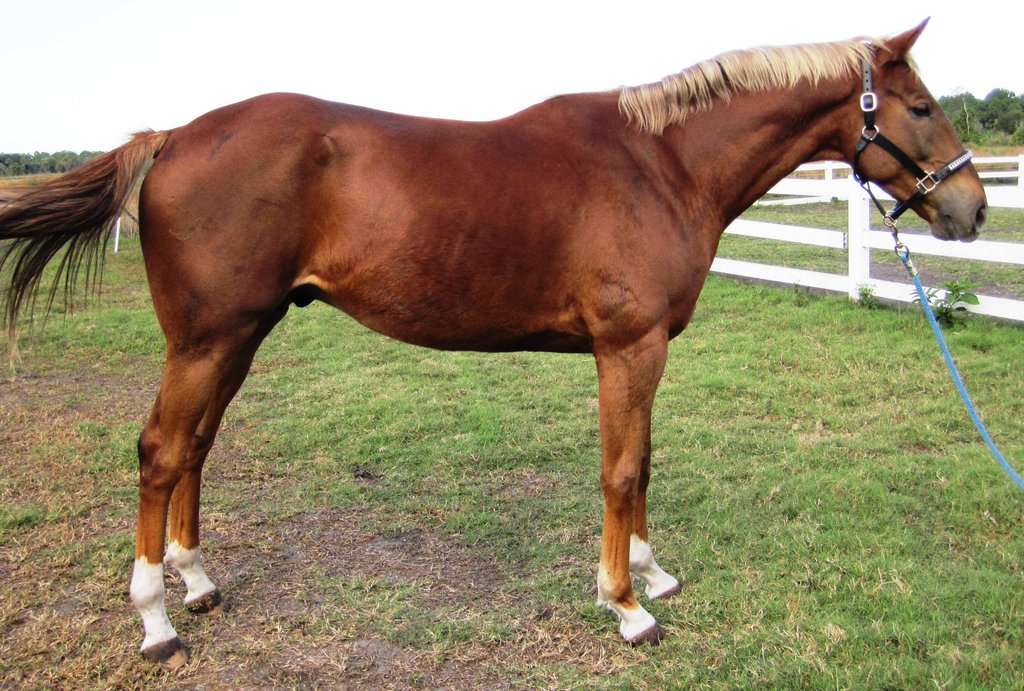 Provide Care for 12 Thoroughbred Ex-racehorses