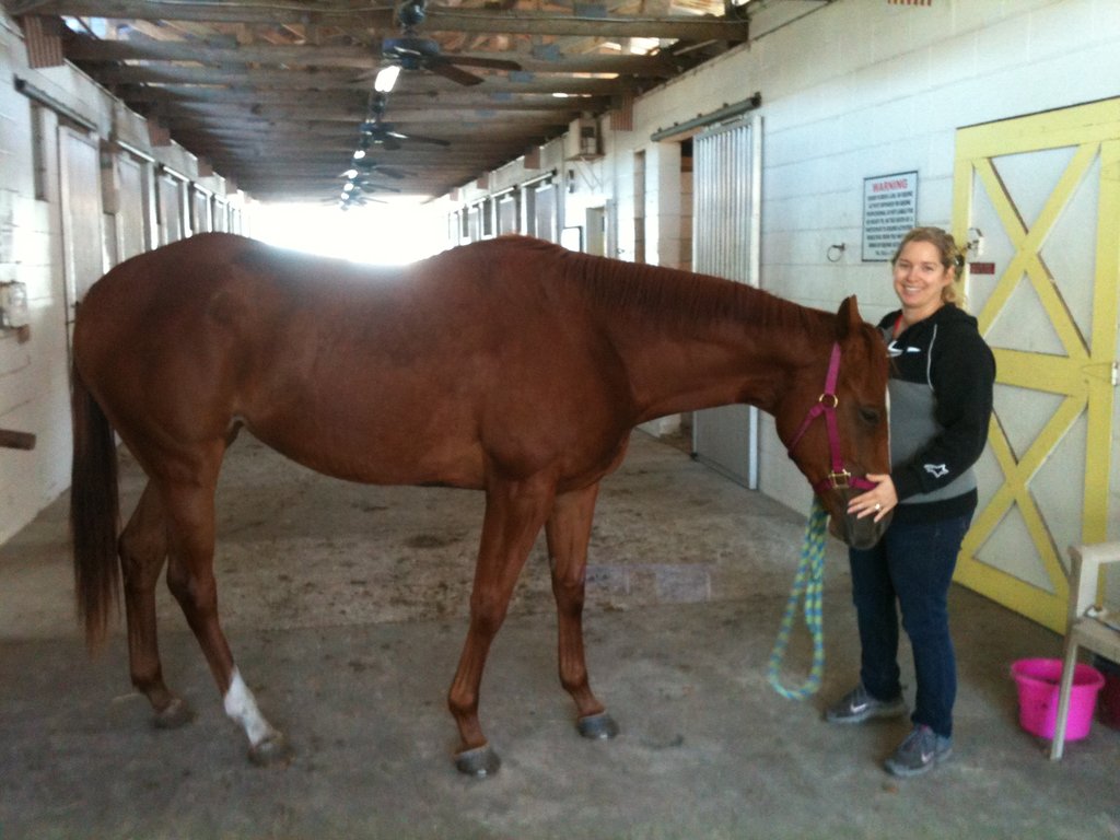 Provide Care for 12 Thoroughbred Ex-racehorses