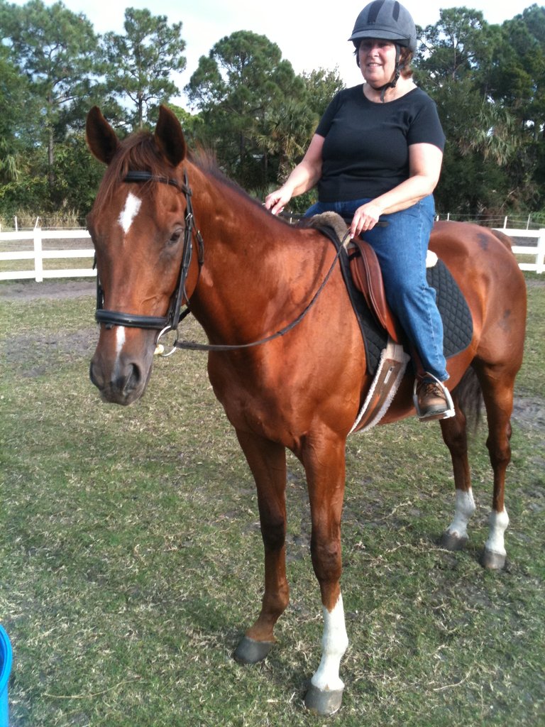Provide Care for 12 Thoroughbred Ex-racehorses