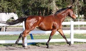 Poupon 7 yo Thoroughbred Mare