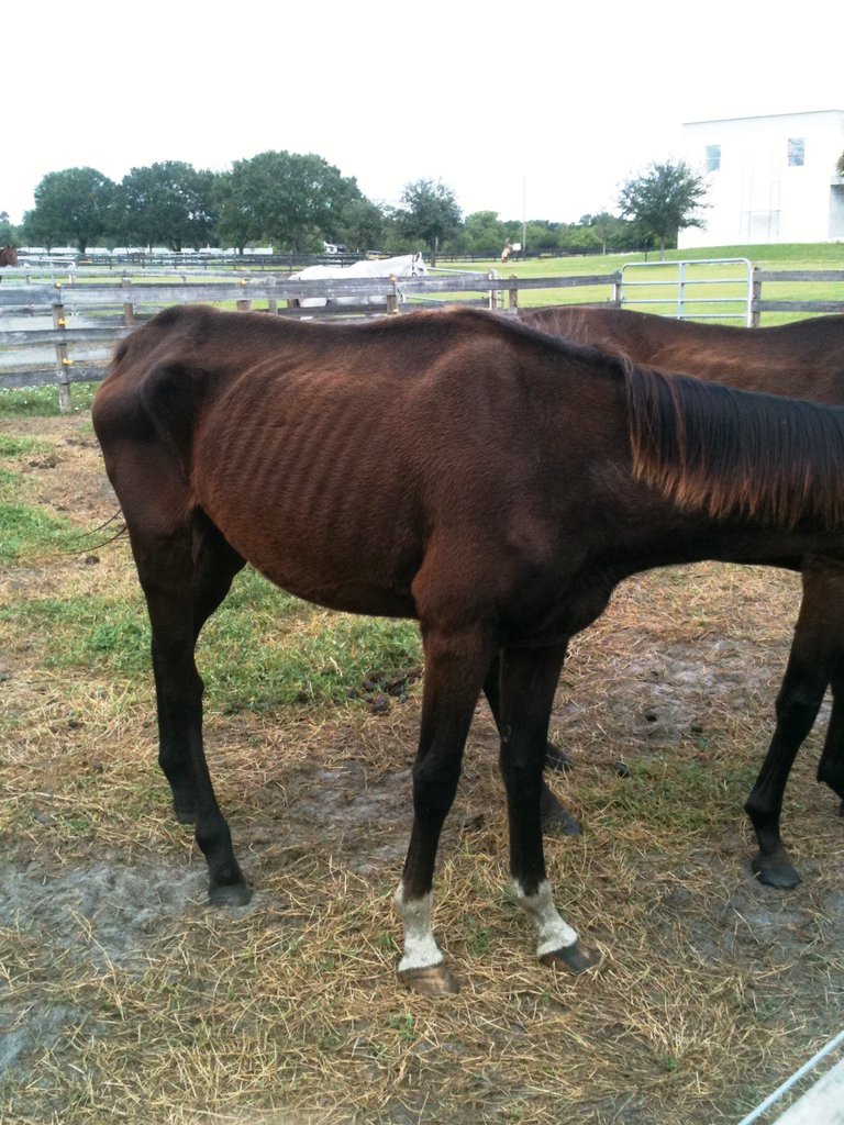Provide Care for 12 Thoroughbred Ex-racehorses