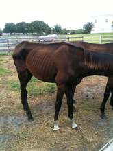 Provide Care for 12 Thoroughbred Ex-racehorses