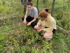 Picking calendula flowers