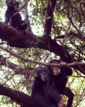 Fongoli chimpanzees Zoey, Luna and Matilda