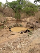 Chimps drink at a mining excavation.