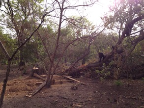 Fongoli chimps examine tree cut for boards.