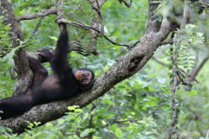 Fongoli chimpanzee 'Mike'