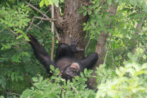 Alpha male David being very relaxed!