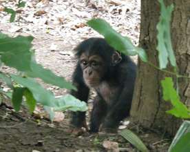 Orphan chimp Toto take a trip to the "wild"