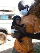 Orphan chimp Toto & researcher Michel Sadiakho