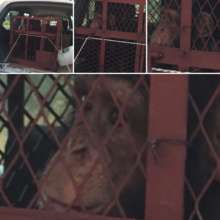 Orphan chimp Toto on his way to Guinea sanctuary
