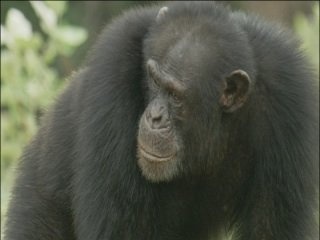 Conserving Senegal's Chimpanzees through Education