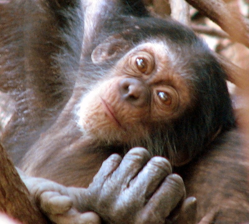 Conserving Senegal's Chimpanzees through Education
