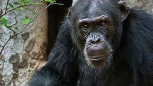 Former Fongoli alpha male David (pic courtesy BBC)