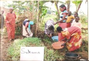 Harvesting sukumawiki - nutritious greens