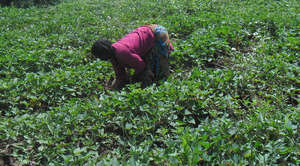 Delicious & highly nutritious sweet potato garden
