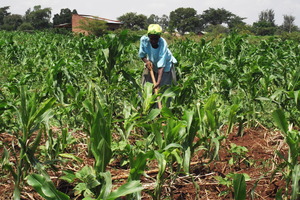 Working with the maize (corn) garden